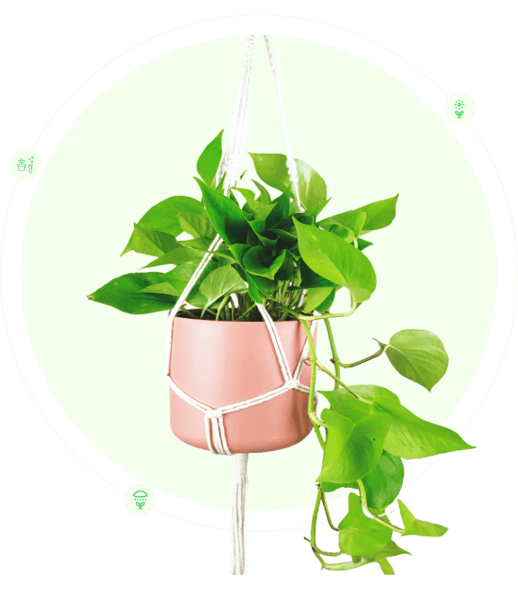 Picture of a plant