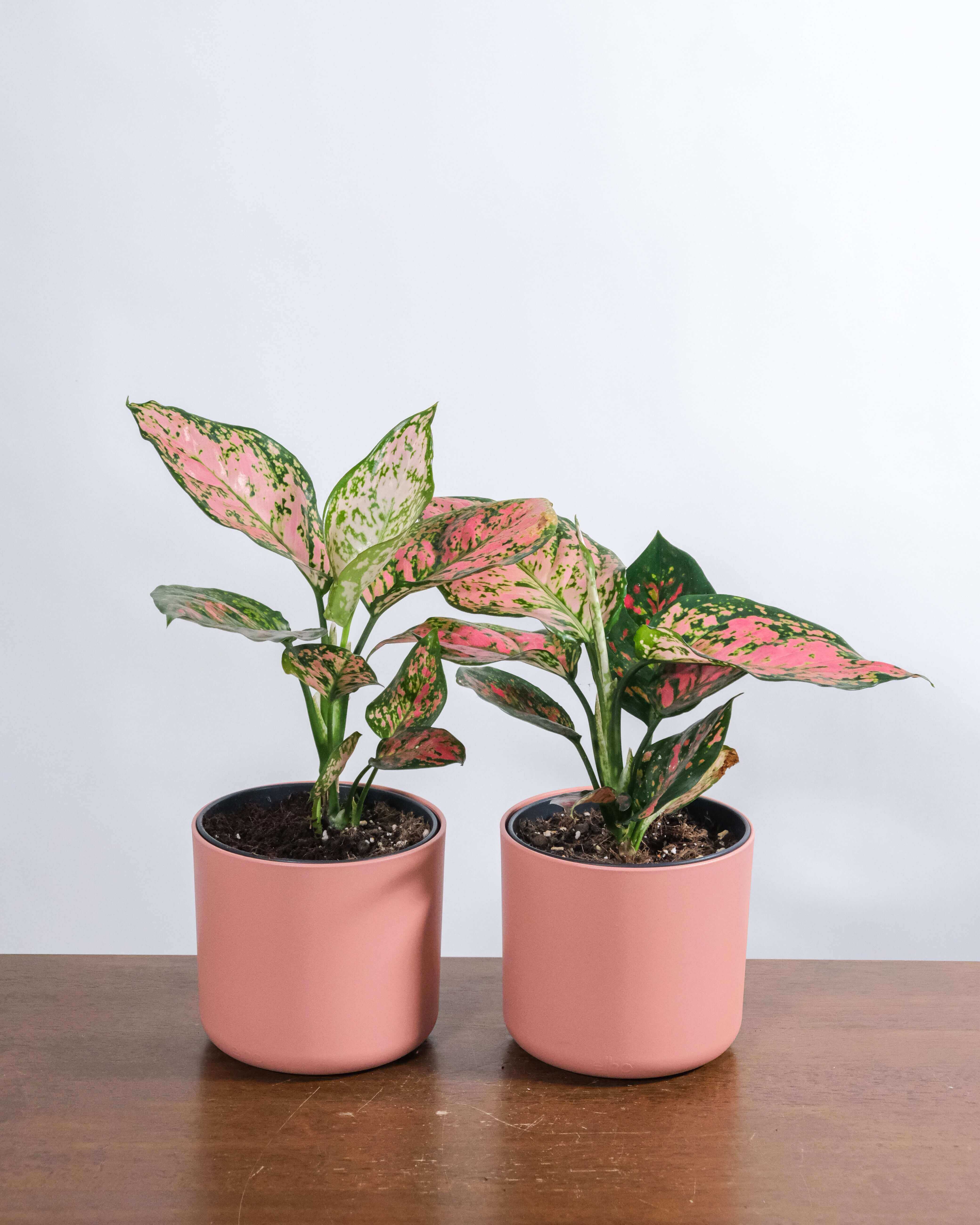 Picture of a plant