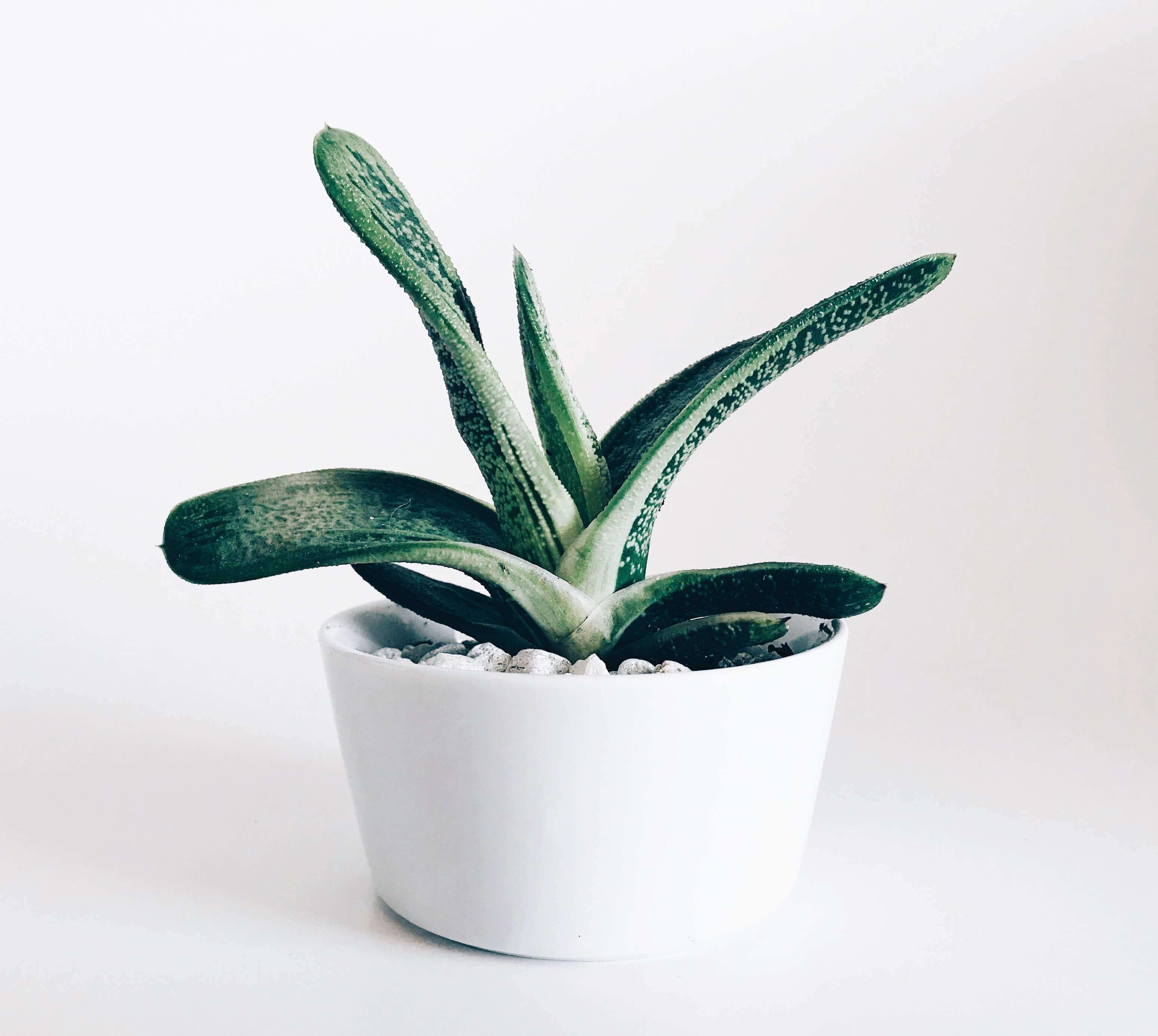 Picture of a plant