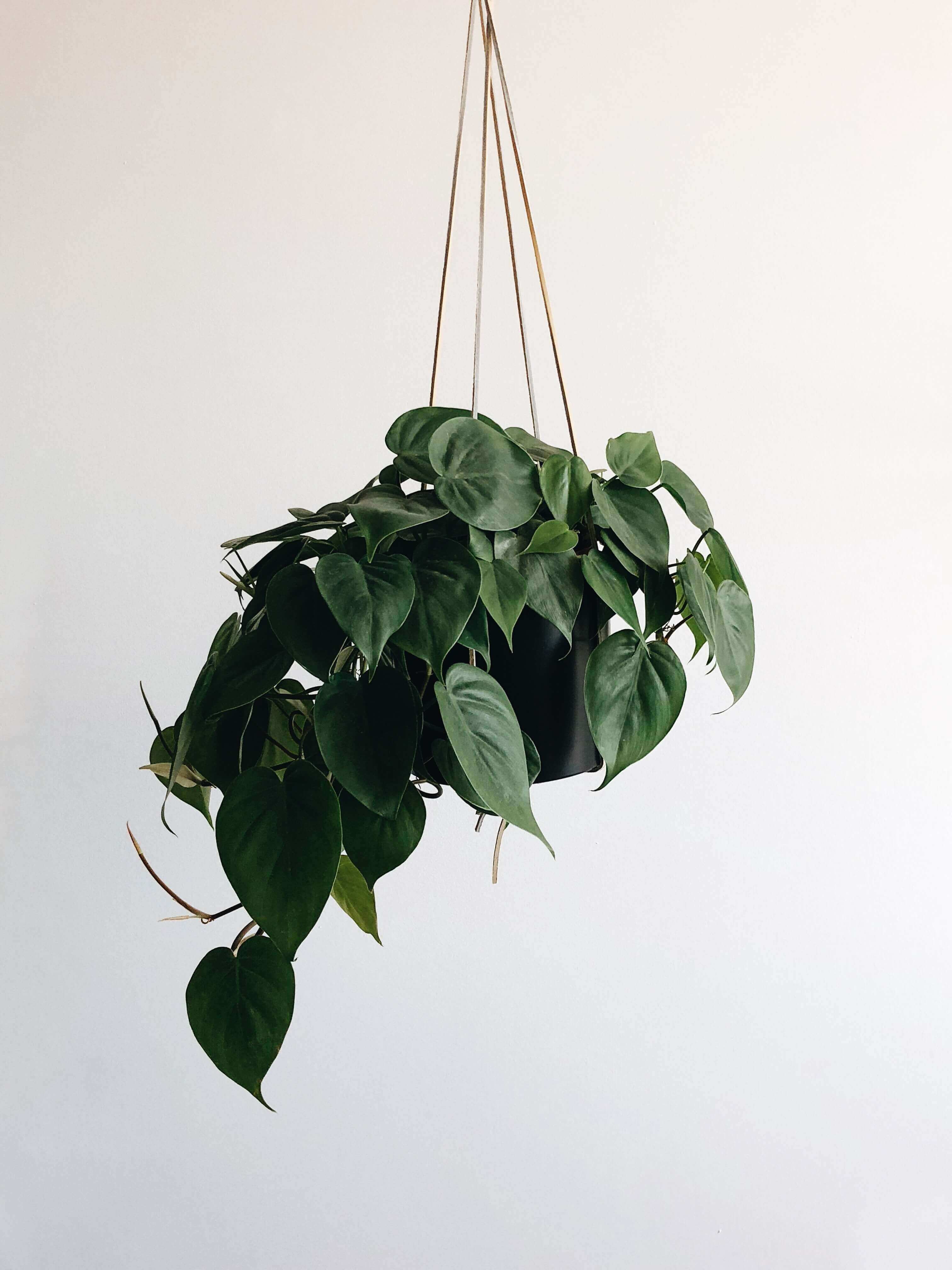 Picture of a plant