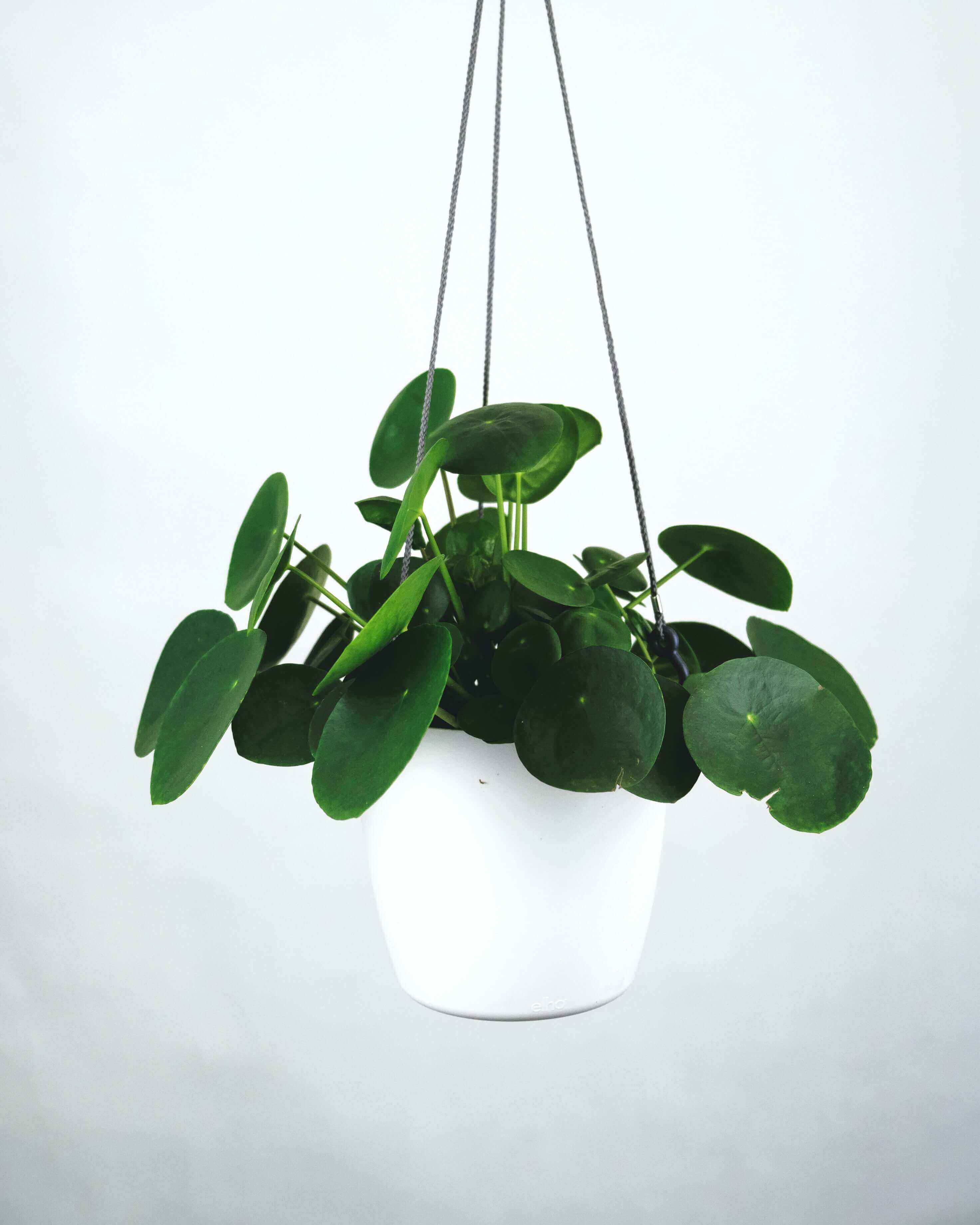 Picture of a plant