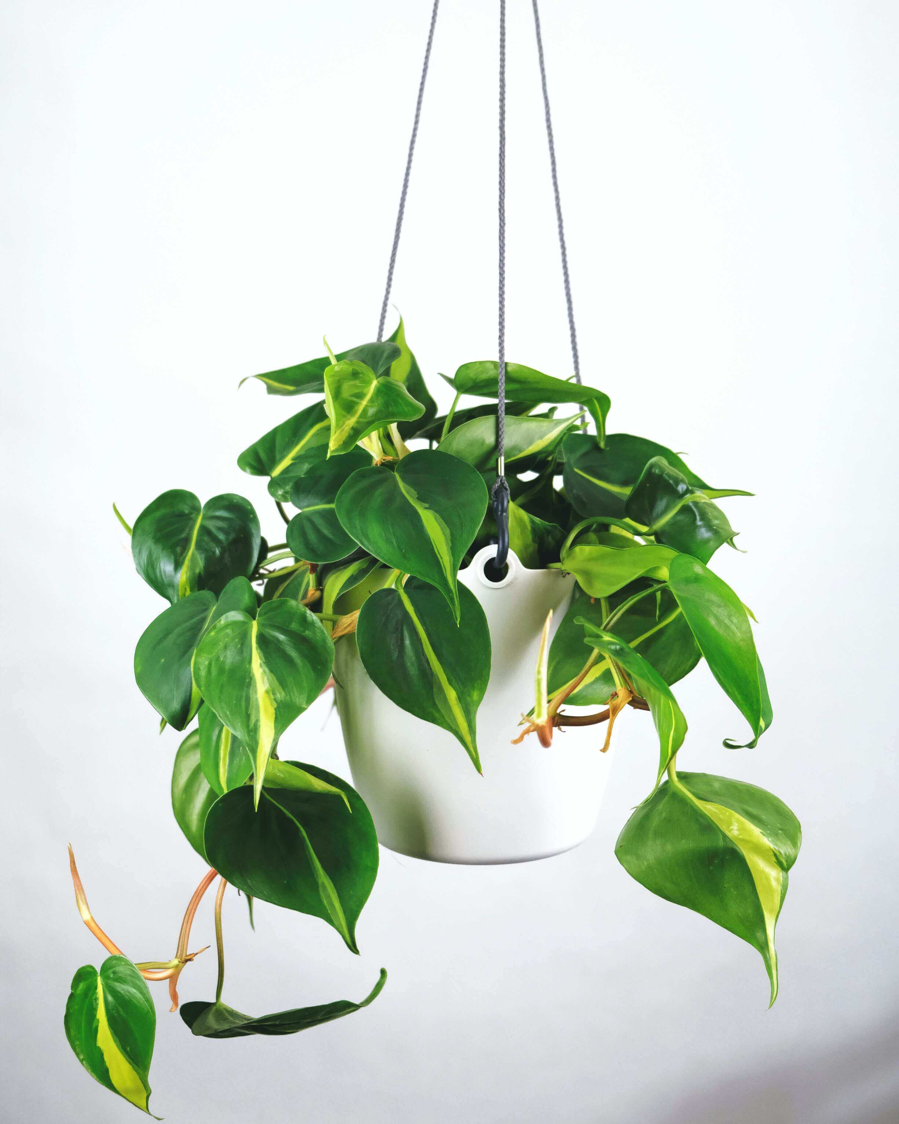 Picture of a plant