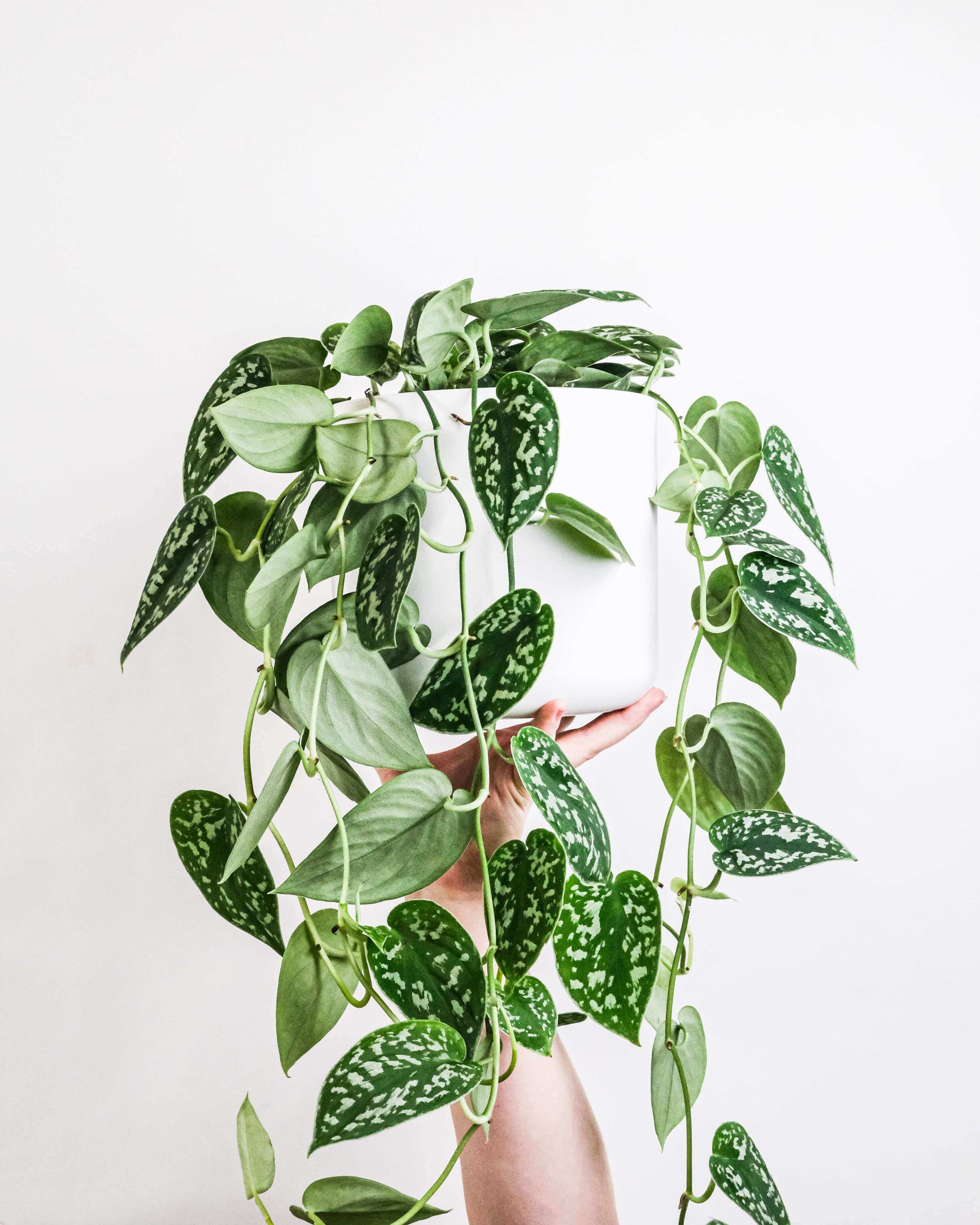 Picture of a plant