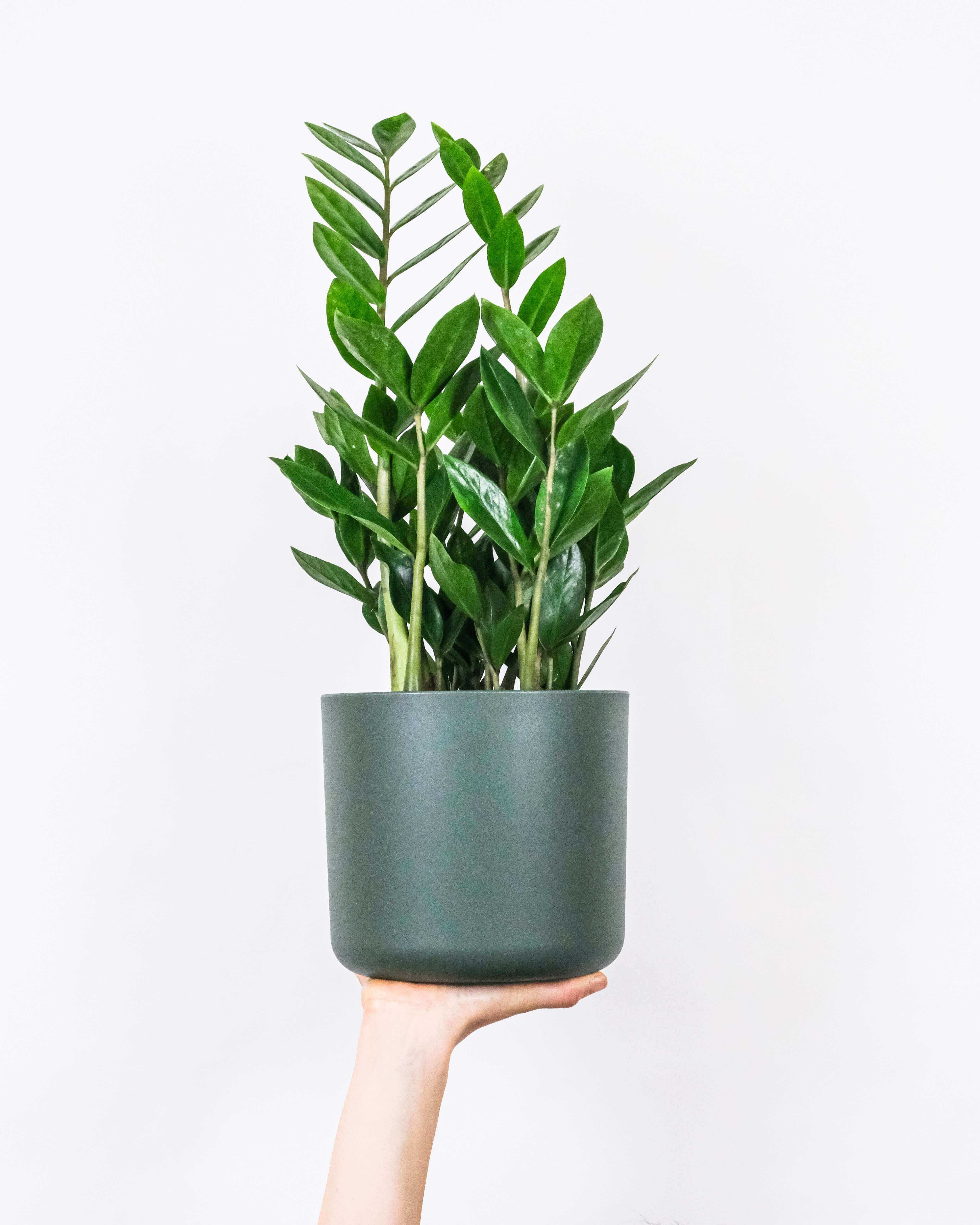 Picture of a plant